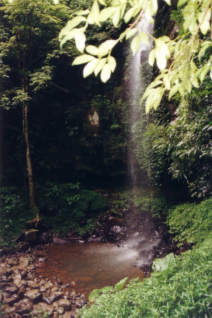 Dorrigo rainforrest by Matrisha