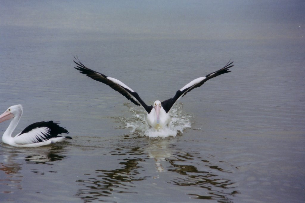 Pelican landing by Matrisha