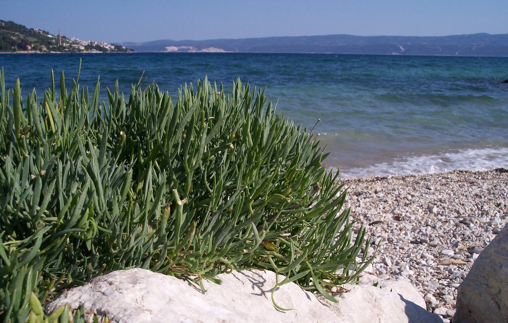 Macro beach, Omiš by Rad-86