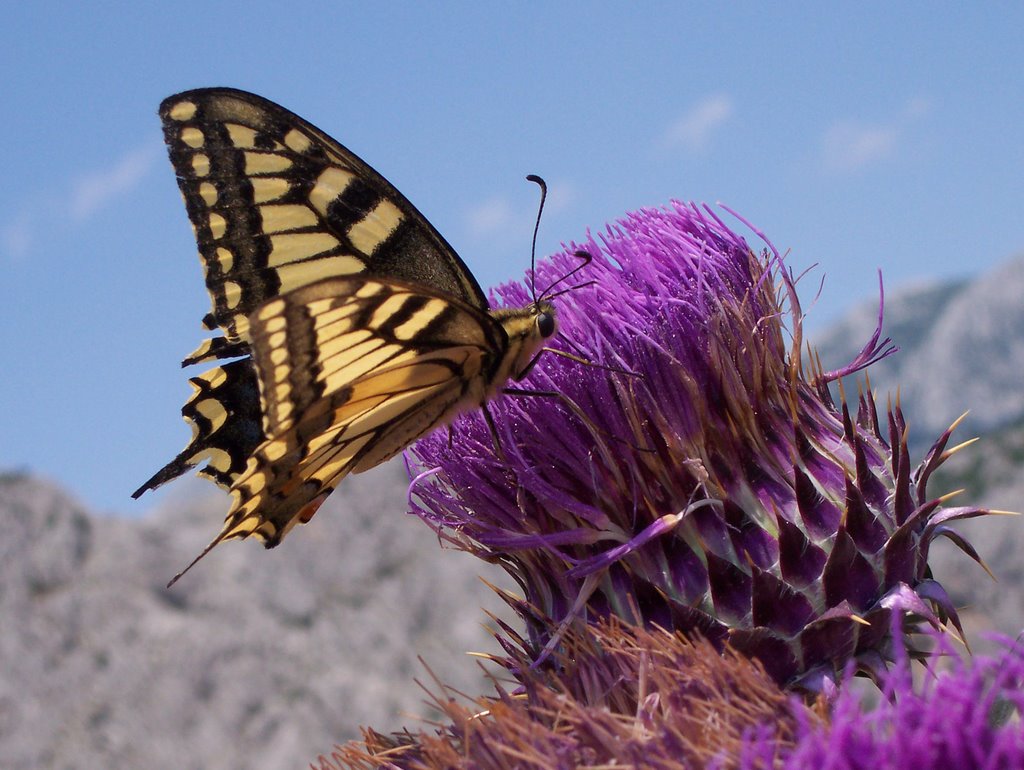 Butterfly, thorn, macro, Omiš, HR by Rad-86