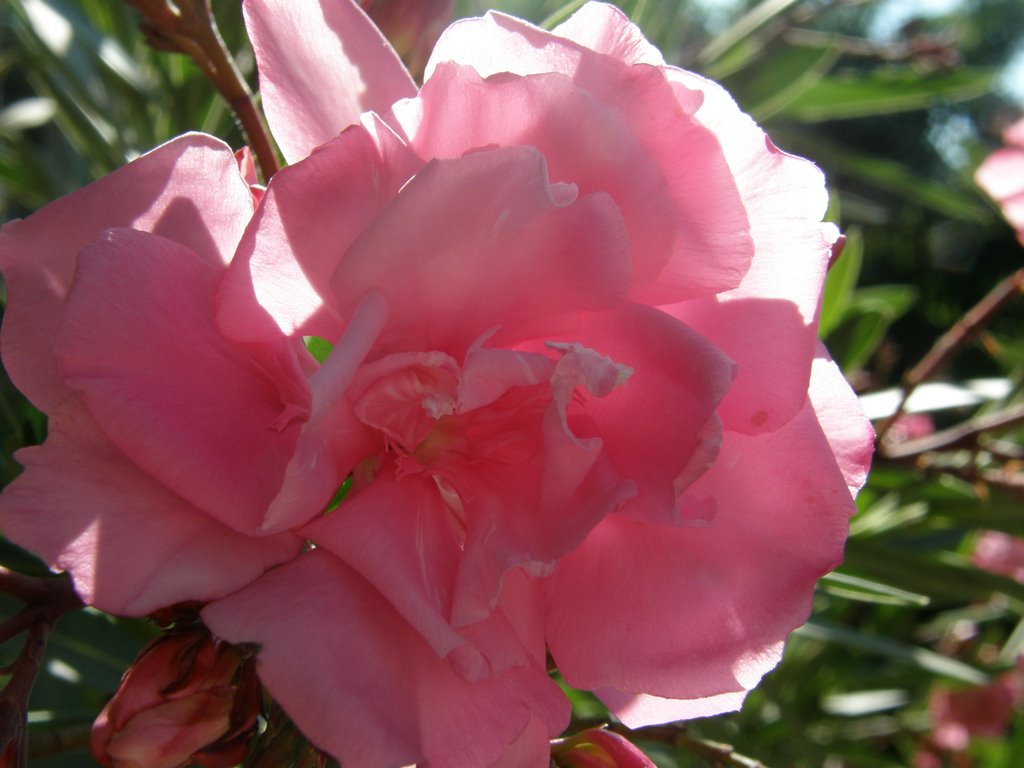 Oleander am Balkon by Ellen Haider