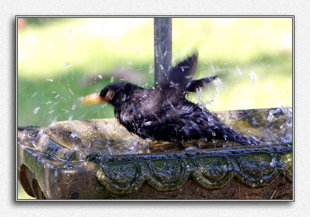 Merlo , Turdus merula. by Fabio Rosati