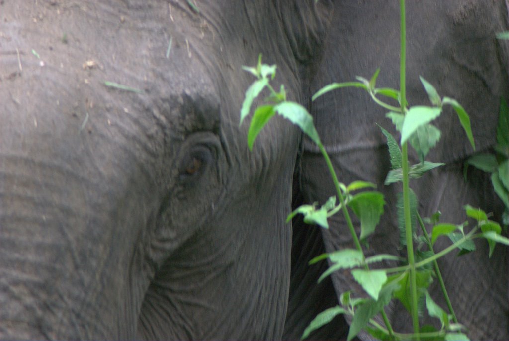 Stuart Hill, Madikeri, Karnataka, India by laaltd