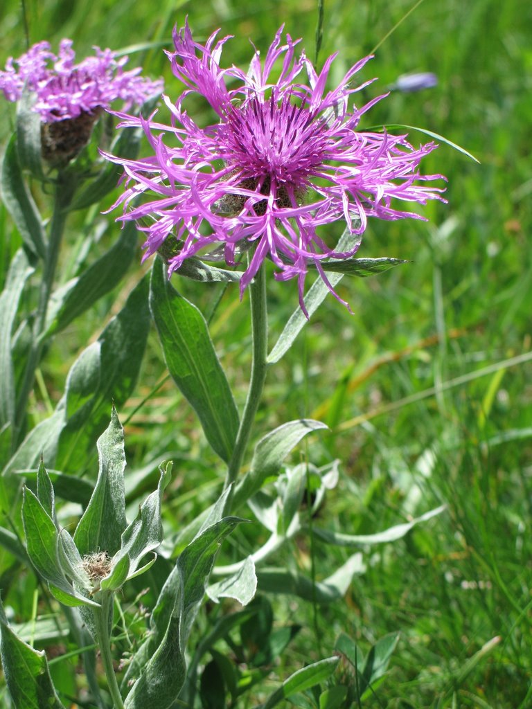 Centaurea by Philemon