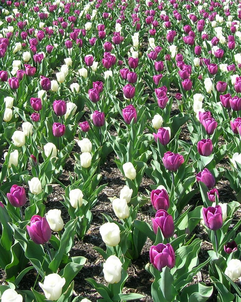 Rows of tulips by molly lynn