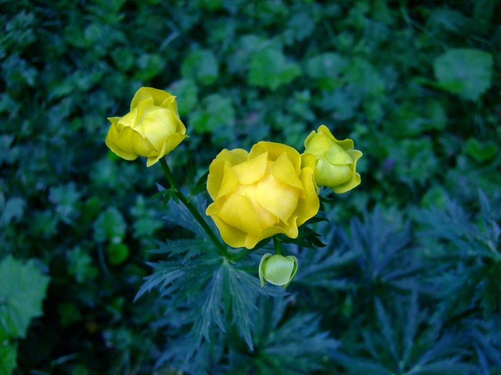 Bulbucii de munte - Trollius chinensis by Gabriel Avramovici