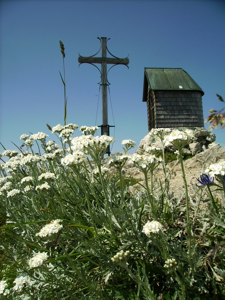 Steinbrechblüte am Geigelsteingipfel by Wolfgang Küfner