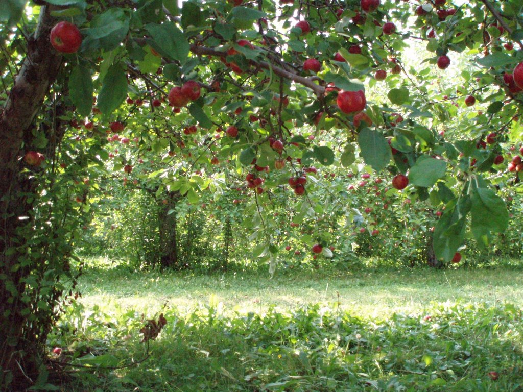 Apple Picking in Annapolis Valley by emacneil