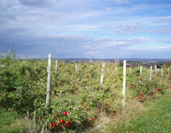 Apple Orchard in Annapolis Valley by emacneil