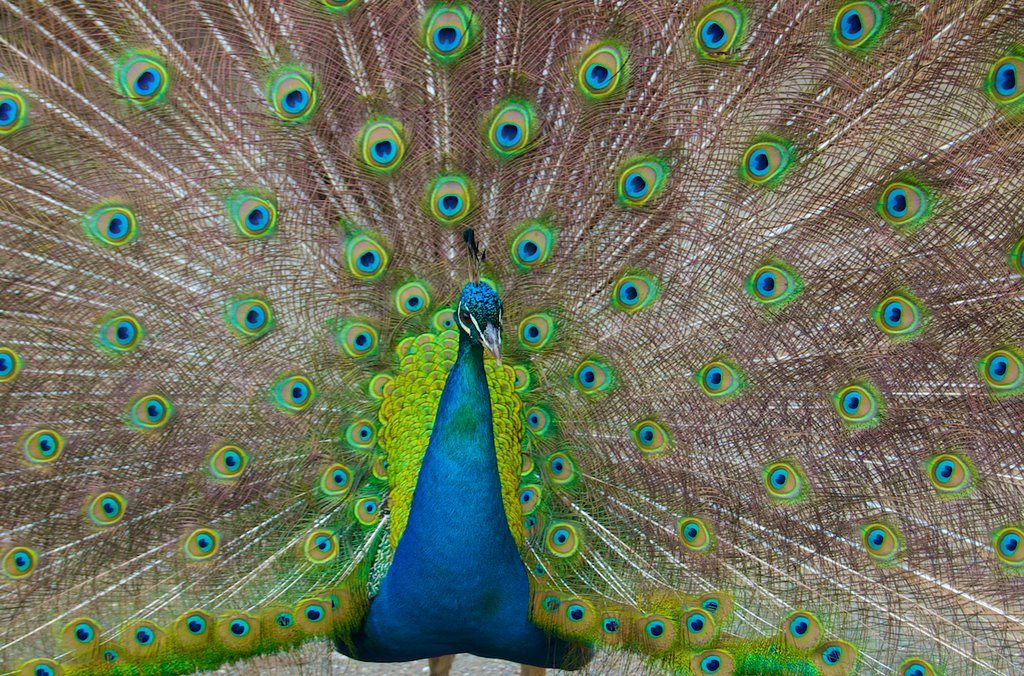 Another Peacock by jesshutch