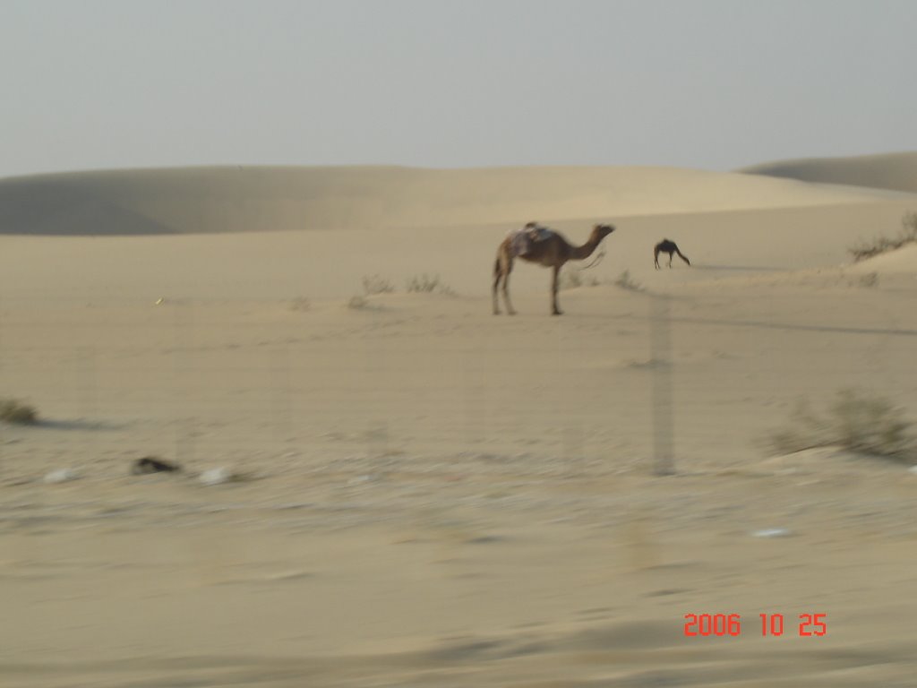 Lonely Camel in the Saudi Arabian Desert by josewendell