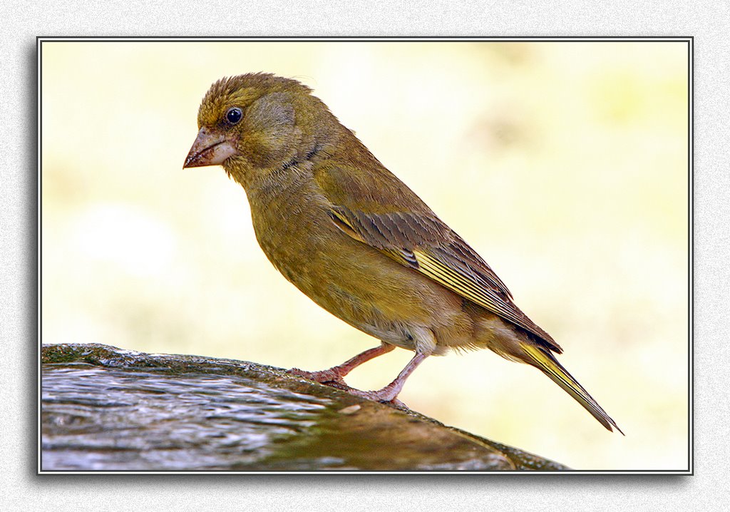 Verdone, Carduelis Cloris, Velletri 2008 by Fabio Rosati