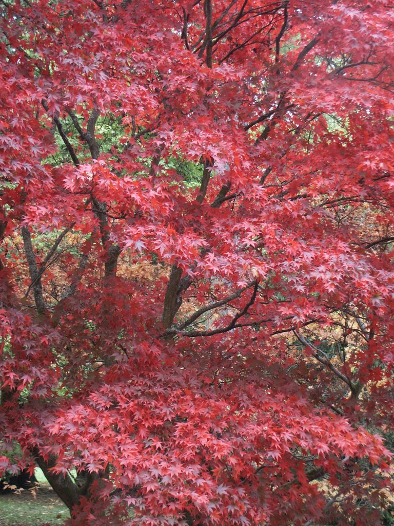 Acers in the Autumn at Westonbirt Arboretum by John Forbes