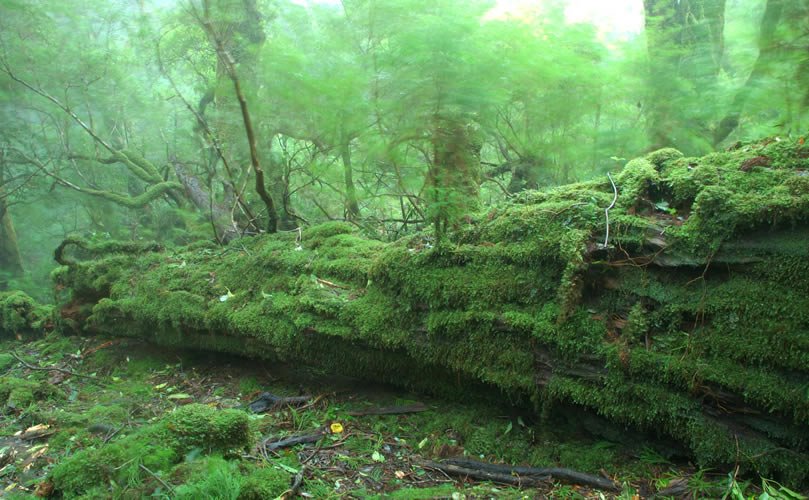 屋久島　白谷雲水峡　Yakushima Shiratani by icecraft