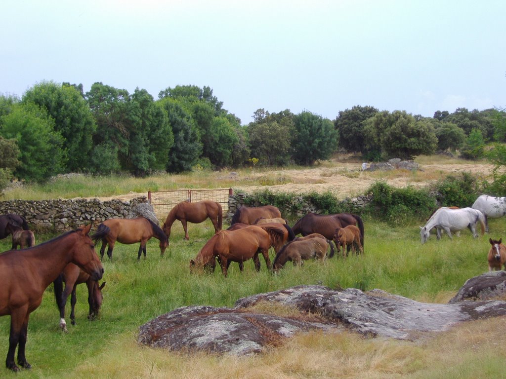 Yeguada (Comarca de Sayago) by acf-za