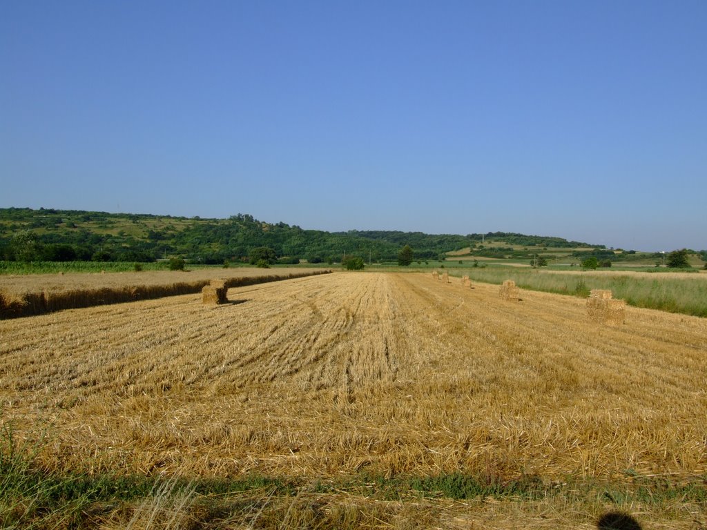 Harvest by dencic