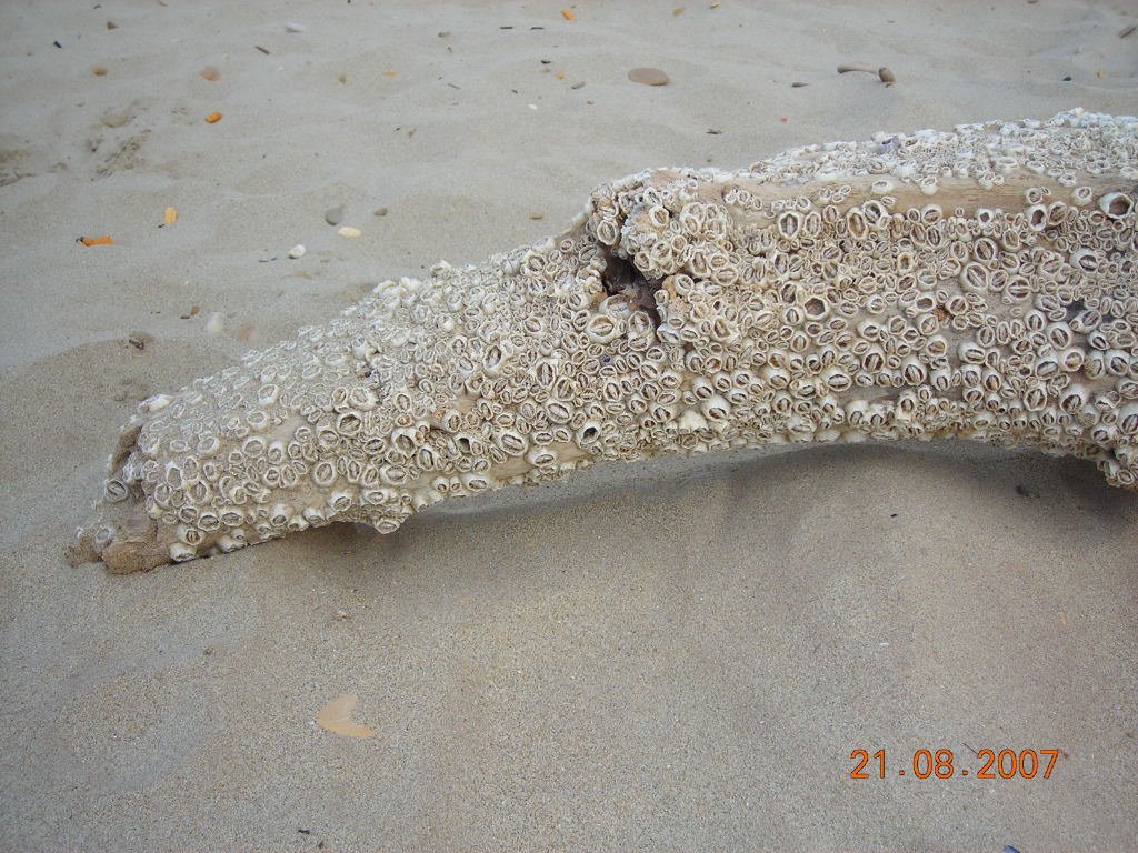 San benedetto - tronco o serpente sulla spiaggia by ermione