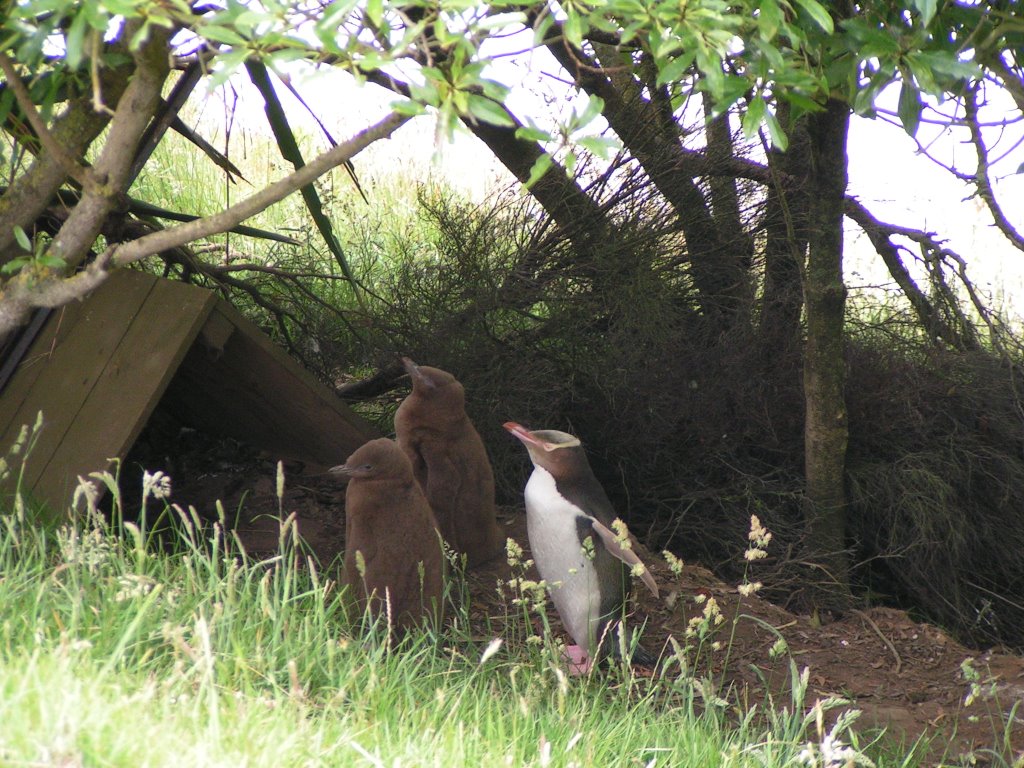 Yellow Eyed Penguin with kids by R.J. Klazinga