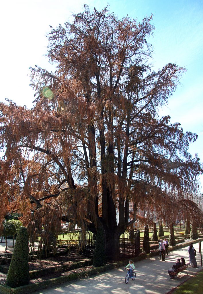 Retiro, Árbol de 390 años by ulisin