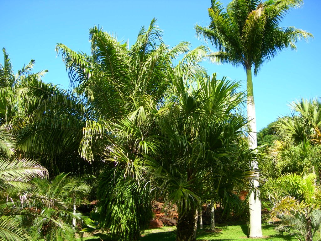 Parc forestier de nouméa by salamafric