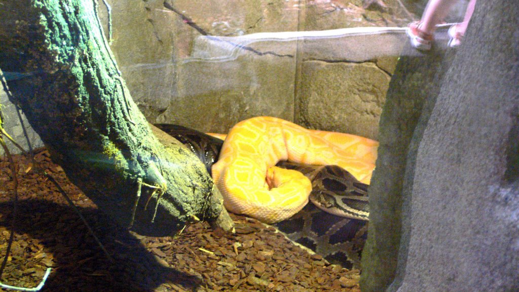 Weisse und schwarze Pyton im Kölner Zoo ... by MrRheingold