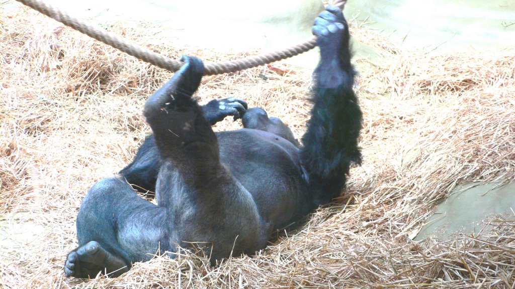 Kölner Zoo ... by MrRheingold