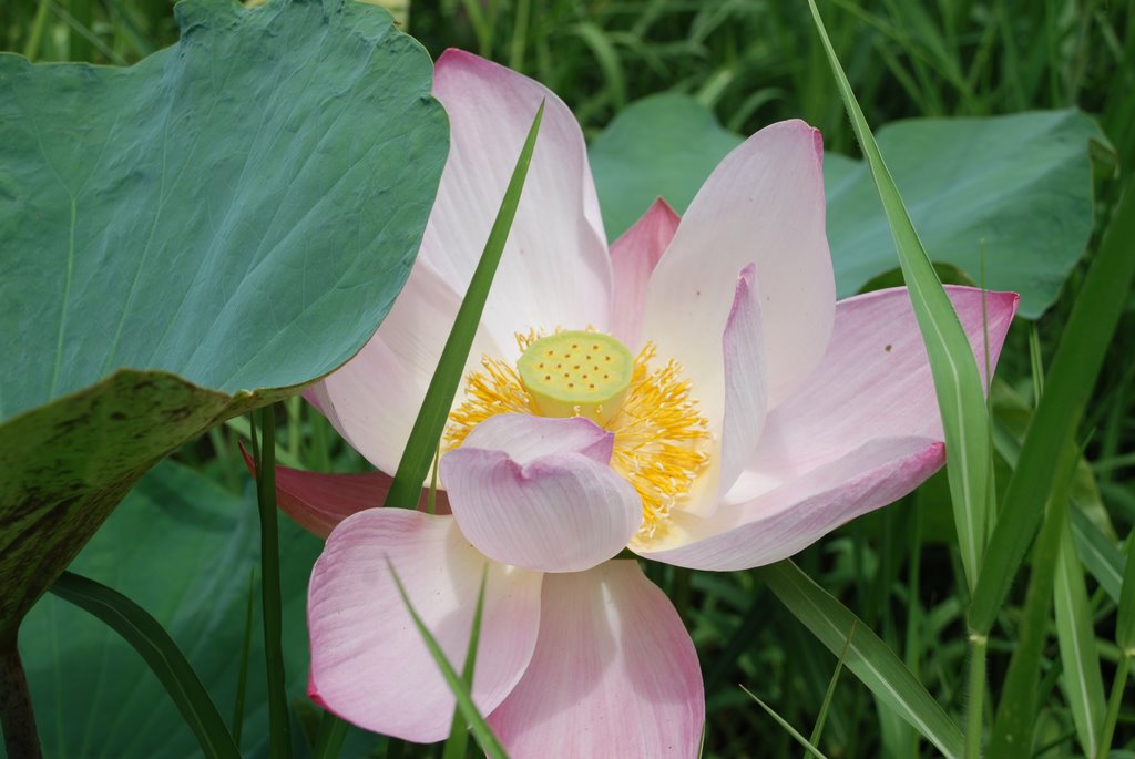 LOTUS LOTUS BIG FLOWER FROM THAILAND by nataliapoddubniak