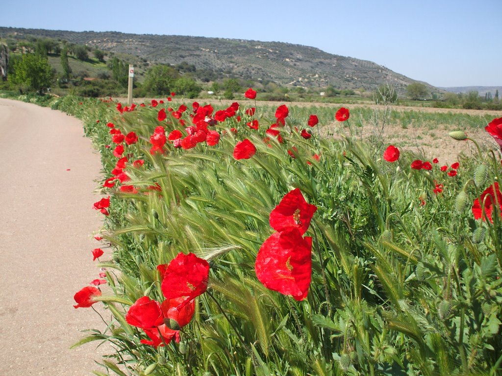 Primavera carabaña by sellenroc