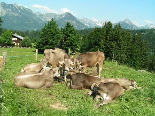 Rohrmoostal - Happy Cows by frischmilch