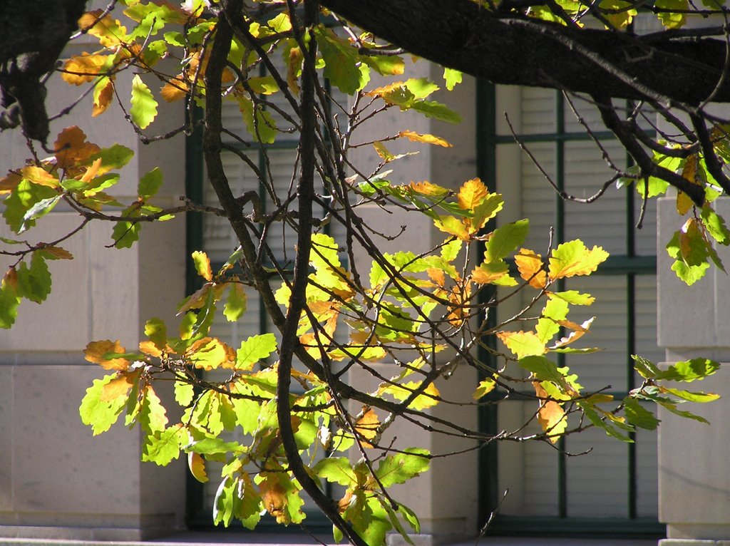 The last of autumn at the War Memorial by Inspector H snaps