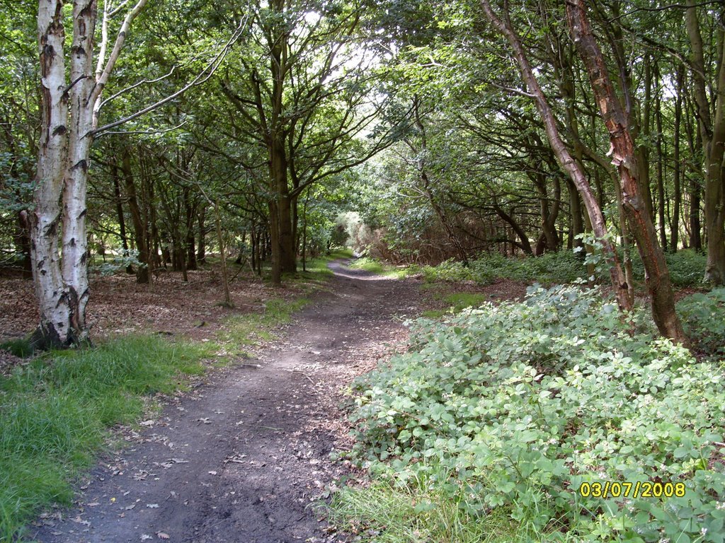 Meanwood Valley Trail 5 Adel Woods by dangreywolf