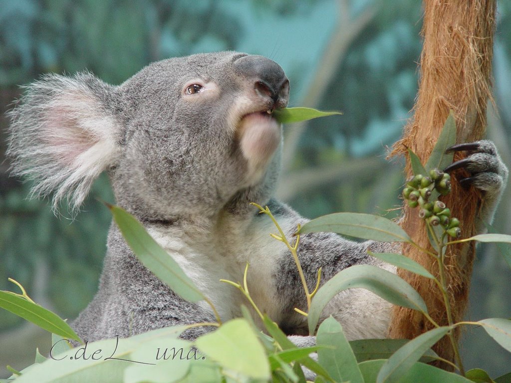 Koala Zoo ( Madrid ) by Carlos de Luna Bejar