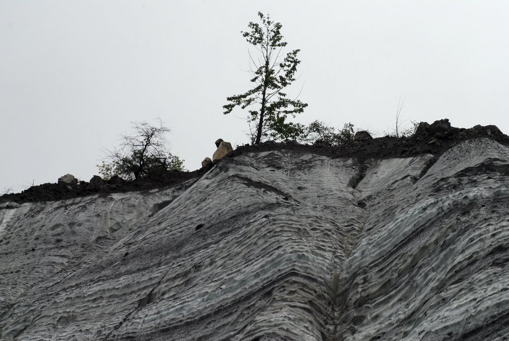 Trees on the glacier by wal+