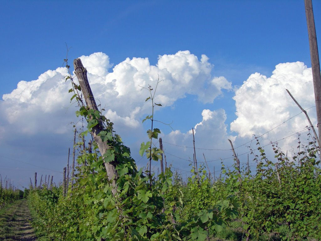 Massa Lombarda - campagna by © magnanela