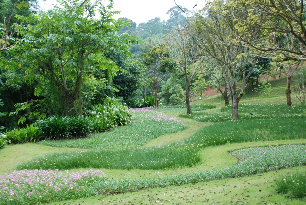 GREEN AND MANY F LOWERS by nataliapoddubniak