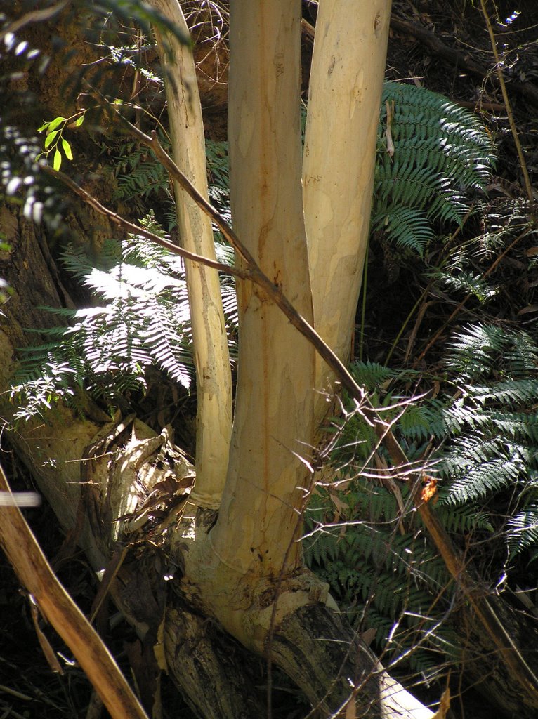 Canberra Botanical Gardens-where are the roots of this eucalyptus by Inspector H snaps