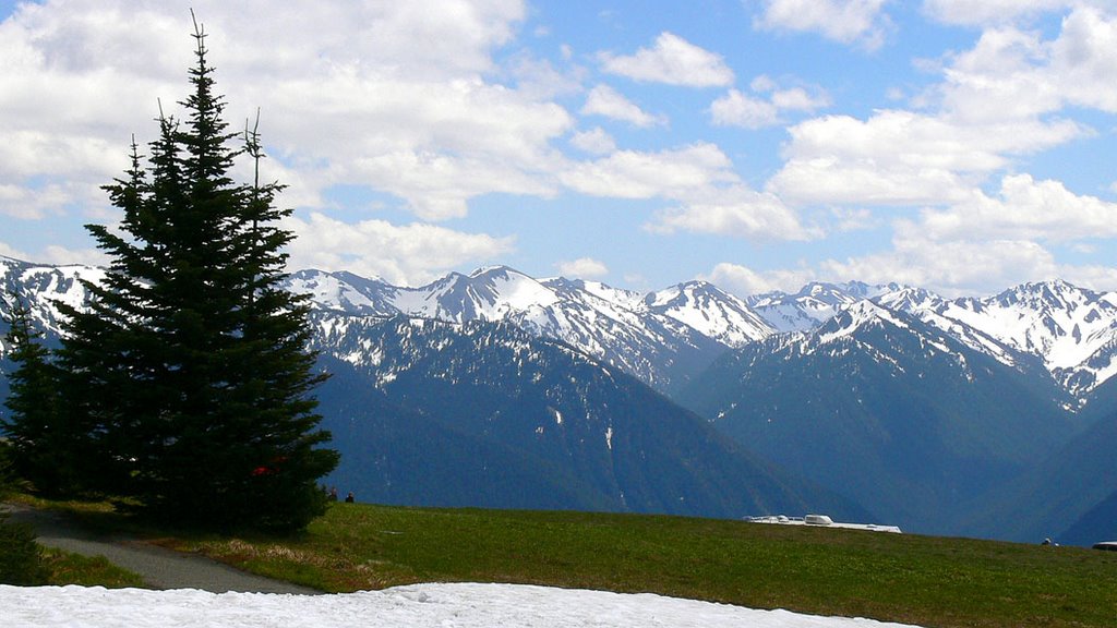 Hurricane Ridge, Olympic National Park by jiangliu