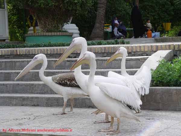 Plikans in Golshan Garden, Tabas پليکانهاي باغ گلشن by TabasiZade