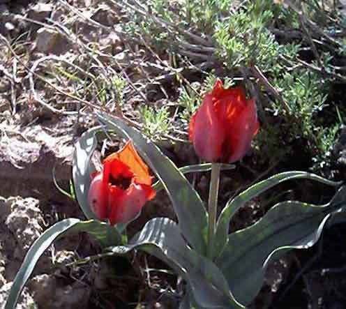 LALEH, flower in Dihook, Tabas گل لاله، ديهوک، طبس by TabasiZade