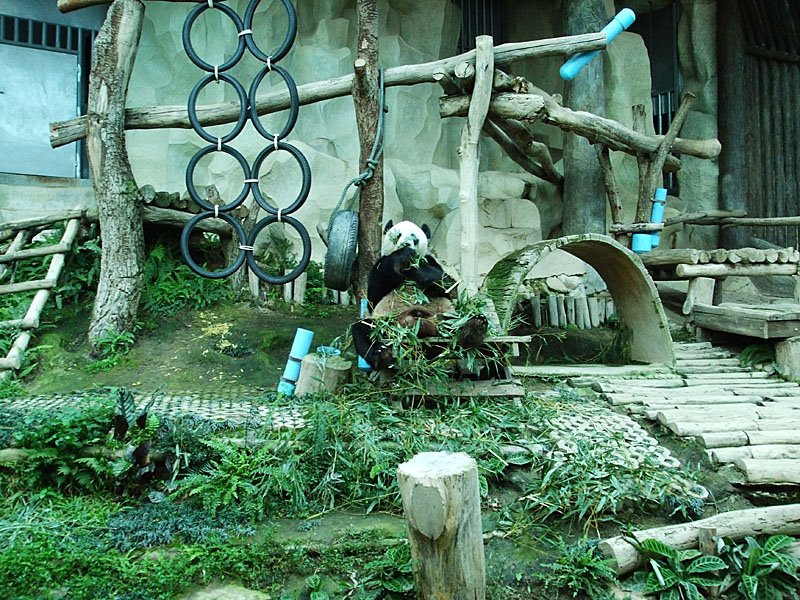 Chiang Mai Zoo, Panda (2) by Der Ostfriese