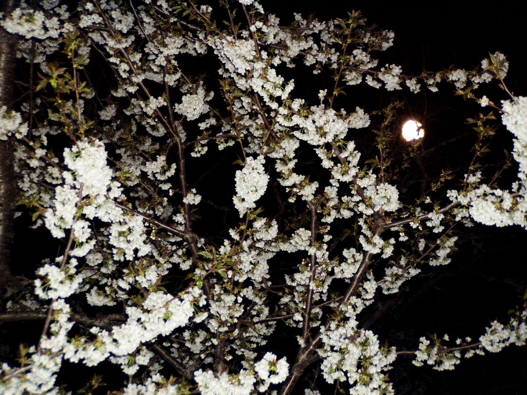 Night, flowers and Moon by s_shugarov