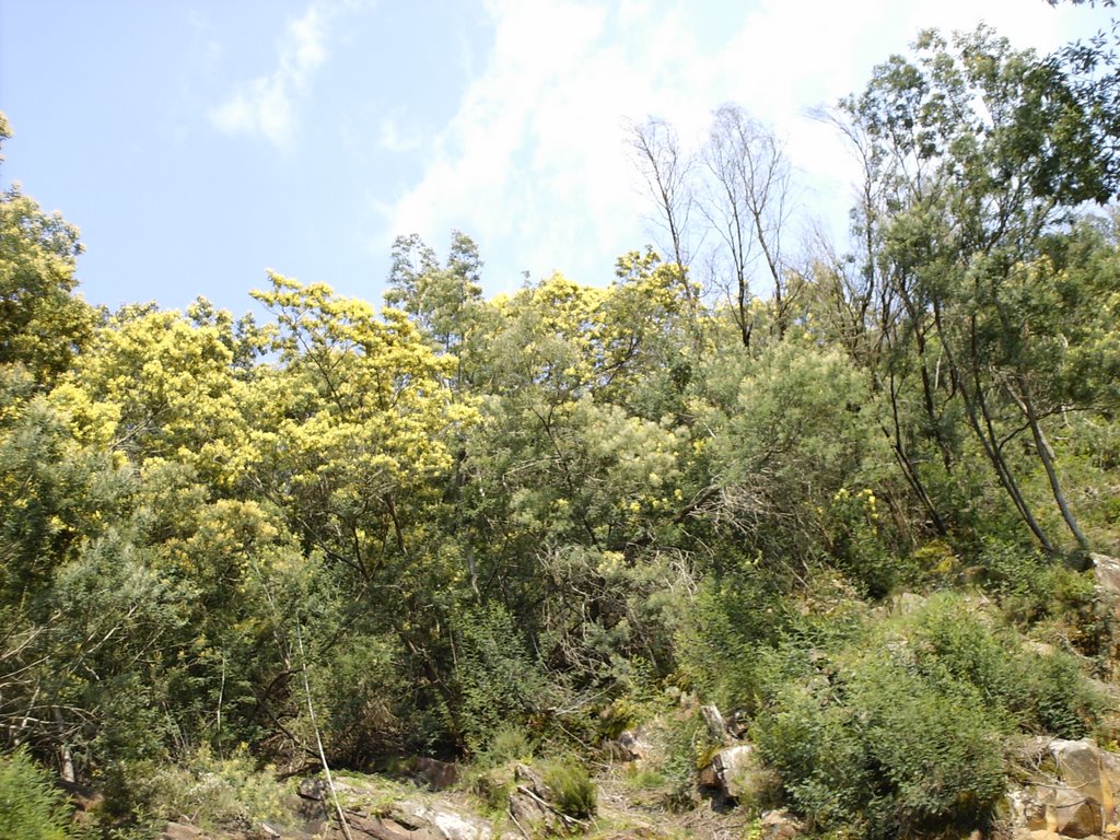 Pormenor da Serra da Lousã by olisipo