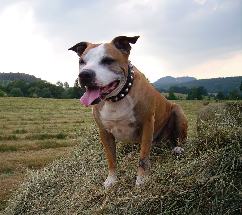 Milo auf dem Heuballen,Sächsische Schweiz/Deutschland by Staff Milo