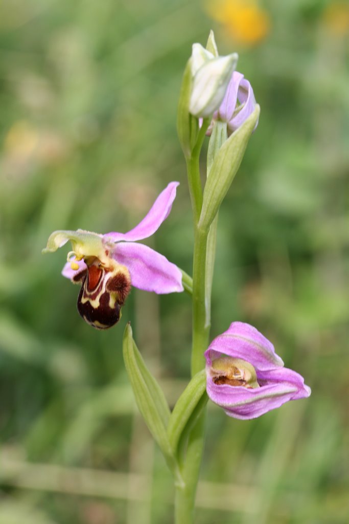 Bee orchid (Ophrys apifera) by ian.r