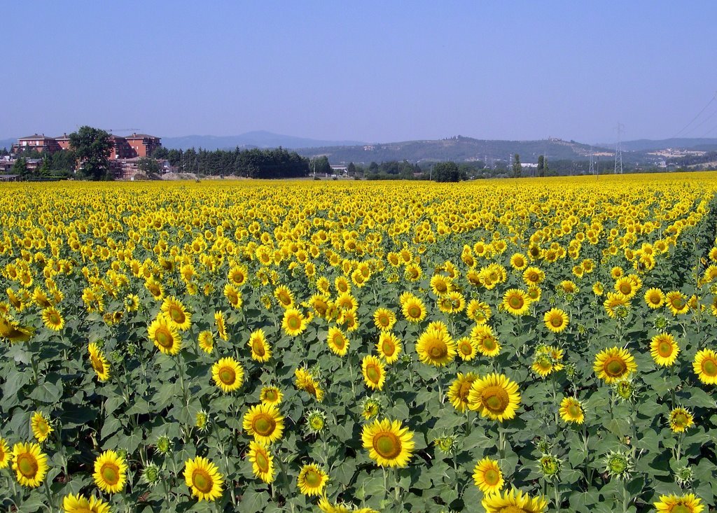 Sunflower field near Magione in Umbria by dbsfemino