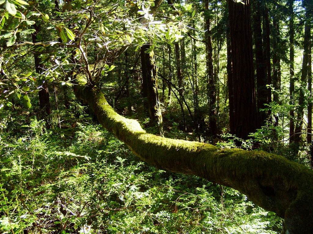 Mossy Limb by sscarpaci