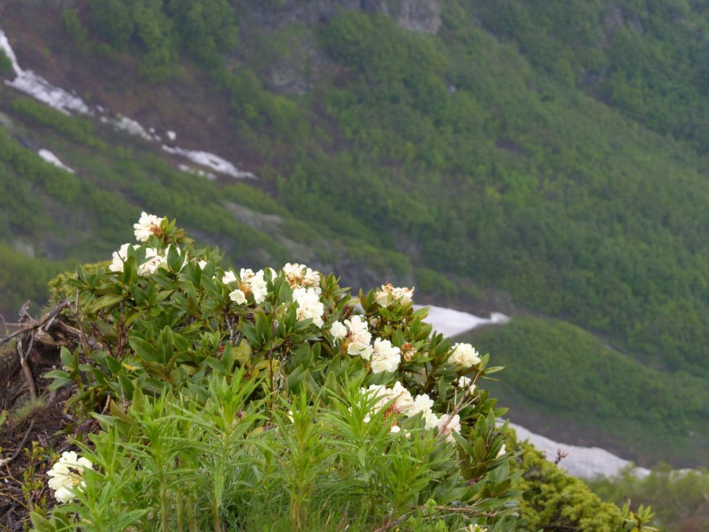 Рододендрон и снег \ Rhododendron and snow by Андрей Парфенов