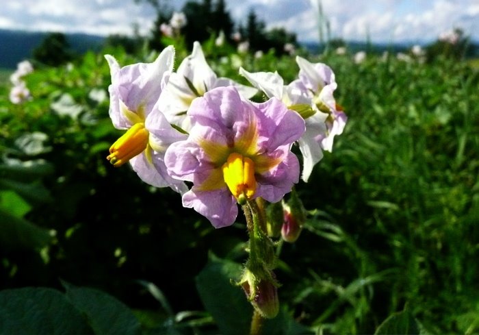 Mb - Solanum tuberosum - Désirée by Margrit M. Berger (S…