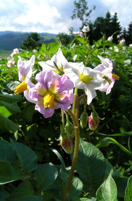 Mb - Solanum tuberosum - Désirée by Margrit M. Berger (S…