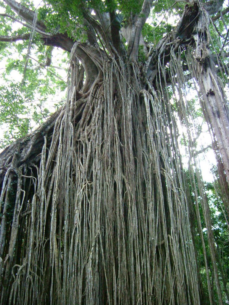 Curtain Fig Tree by academic_freedom